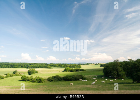 Scenic countryside with cattle grazing in distance Stock Photo
