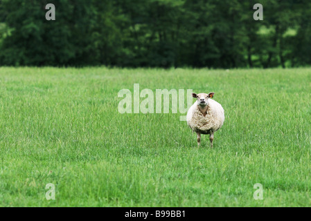 Solitary sheep in field Stock Photo
