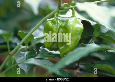 Hot peppers growing on plant Stock Photo