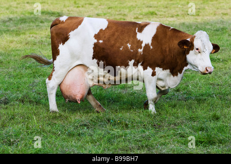 Montbeliard dairy cow, side view Stock Photo
