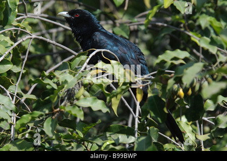A male Asian Koel Eudynamys scolopacea sitting in a bush inrajasthan India Stock Photo