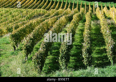Vineyard, high angle view Stock Photo