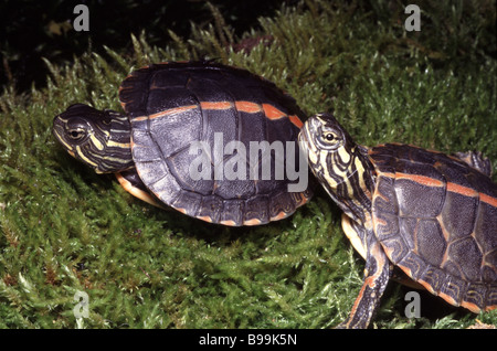 Chrysemys picta dorsalis Stock Photo