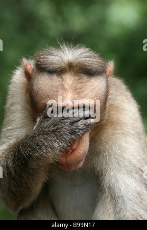 Portrait Of Male Bonnet Macaque Macaca radiata With Hand Over Its Eyes, 'See No Evil' Stock Photo