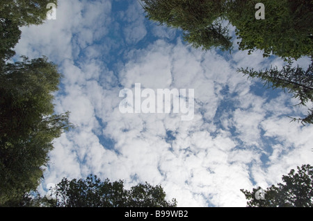 clouds and sky through break in tree tops Stock Photo