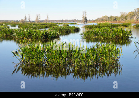 Circle B Bar Reserve Environmental Nature Center Lakeland Florida Polk County U S Stock Photo