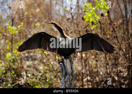 Female Anhinga at Circle B Bar Reserve Environmental Nature Center Lakeland Florida Polk County U S Stock Photo