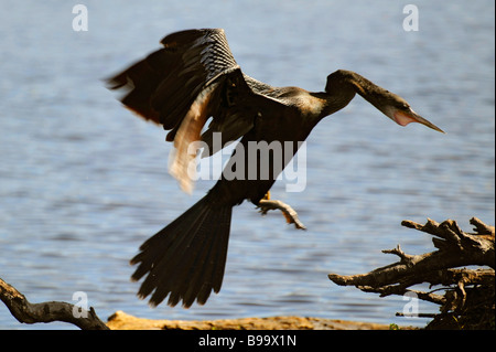 Female Anhinga at Circle B Bar Reserve Environmental Nature Center Lakeland Florida Polk County U S Stock Photo