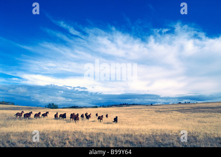 Herd of Free Roaming Wild Horses running on Ranchland at a Ranch near Merritt, BC, British Columbia Canada Stock Photo