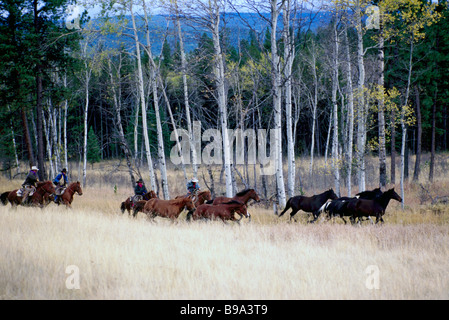 Wild Horse Drive Roundup in Autumn at Douglas Lake Ranch near Quilchena in Thompson Okanagan Region of British Columbia Canada Stock Photo