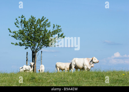 White cattle in pasture Stock Photo