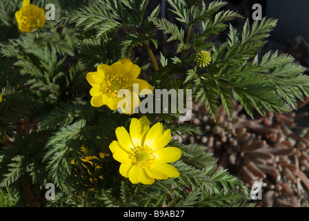 Far East Amur adonis Adonis amurensis flowering in Nagano in the early spring Stock Photo