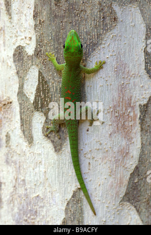Young Madagascar Day Gecko (Phelsuma madagascariensis) on tree trunk in Anjajavy, Madagascar. Stock Photo
