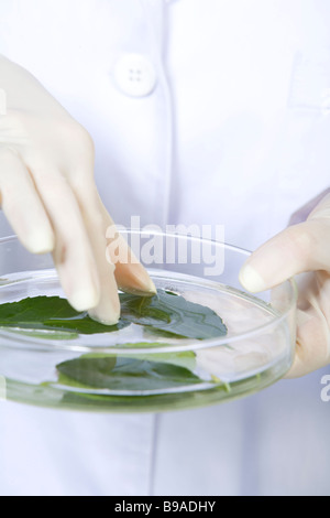 Scientist examining leaves in petri dish Stock Photo
