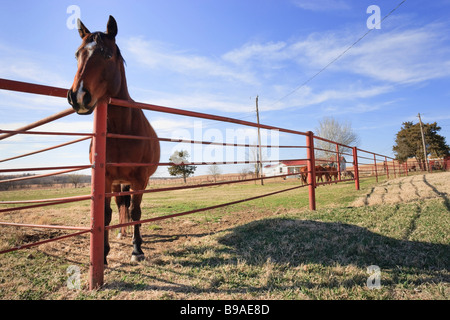 A horse looks over the fence at the Tallgrass Prairie Preserve near Pawhuska, Oklahoma. Stock Photo