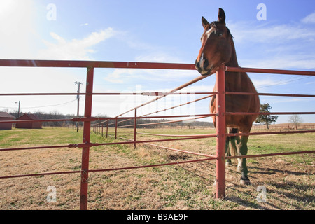 A horse looks over the fence at the Tallgrass Prairie Preserve near Pawhuska, Oklahoma. Stock Photo