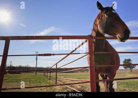 A horse looks over the fence at the Tallgrass Prairie Preserve near Pawhuska, Oklahoma. Stock Photo