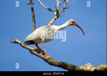 White Ibis at Circle B Bar Reserve Environmental Nature Center Lakeland Florida Polk County U S Stock Photo