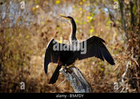 Female Anhinga at Circle B Bar Reserve Environmental Nature Center Lakeland Florida Polk County U S Stock Photo