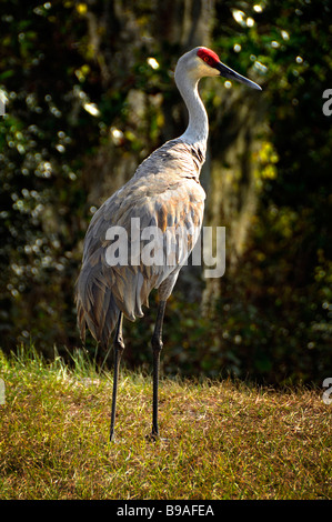 Sandhill Crane Circle B Bar Reserve Environmental Nature Center Lakeland Florida Polk County U S Stock Photo