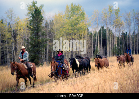 Wild Horse Drive Roundup in Autumn at Douglas Lake Ranch near Quilchena, Thompson Okanagan Region, BC, British Columbia, Canada Stock Photo