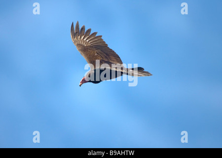 Turkey Vulture Cathartes aura San Blas Nayarit Mexico 20 January Adult Cathartidae Stock Photo