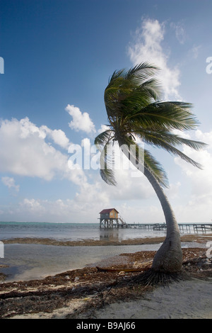 Palm tree blowing in the late afternoon breeze along the shore with a pier and hut in the background on Ambergris Caye in Belize Stock Photo