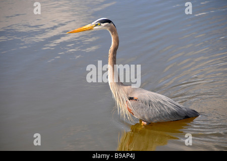 Great blue heron wades in Florida water US Stock Photo