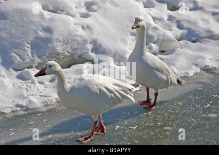 A pair of Snow Geese walking on ice Stock Photo