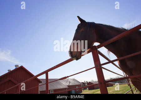 A horse looks over the fence at the Tallgrass Prairie Preserve near Pawhuska, Oklahoma. Stock Photo