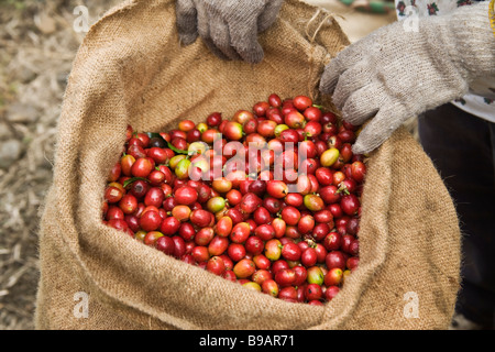 Harvested Kona Coffee Beans in burlap sack. Stock Photo