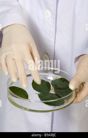 Scientist examining leaves in petri dish Stock Photo