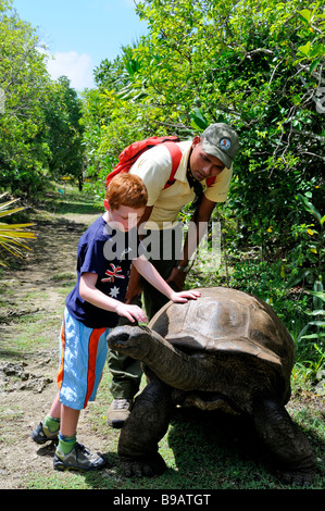 Aldabra Tortoise turtle,  Ile aux Aigrettes, Mauritius island Stock Photo