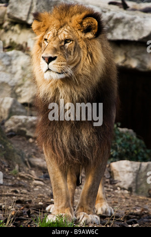 Male Barbary Lion in the Zoo of Lyon, France Stock Photo