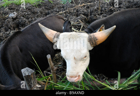 A mithun (Bos frontalis) cross cow munches on very rough grass Stock ...