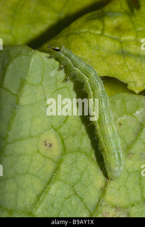 Caterpillar of  Silver Y moth (Autographa gamma) Stock Photo