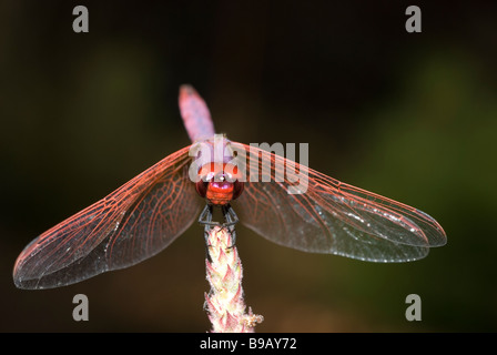 Violet Dropwing or Purple-Blushed Darter (Trithemis annulata) Stock Photo