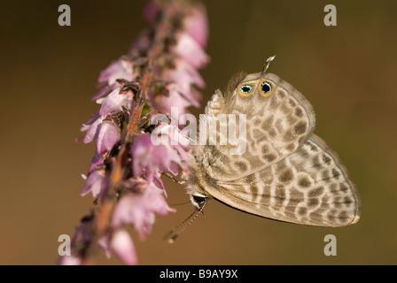 Lang's short-tailed blue butterfly (Leptotes pirithous) Stock Photo