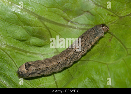 Caterpillar of pearly underwing (Peridroma saucia) Stock Photo