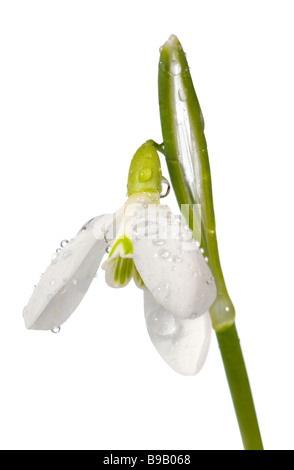 Spring snowdrop flower with dew drops isolated on white (composite macro photo with considerable depth of sharpness) Stock Photo