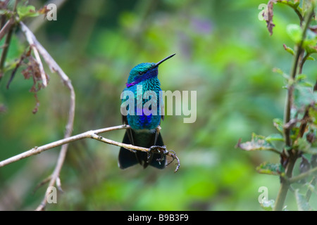 Sparkling Violet-ear (Colibri coruscans) perched on a dead branch Stock Photo