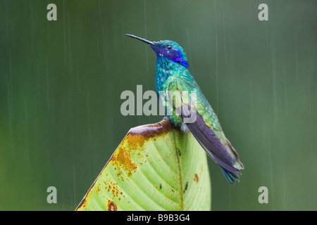 Sparkling Violet-ear (Colibri coruscans) perched on a leaf during a rain storm Stock Photo