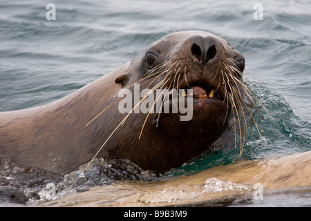Steller or northern sea lion Eumetopias jubatus Alaska Stock Photo