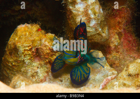 A male Mandarin fish (Synchiropus splendidus) flaring his dorsal and pectoral fins during territorial dispute with another male. Stock Photo