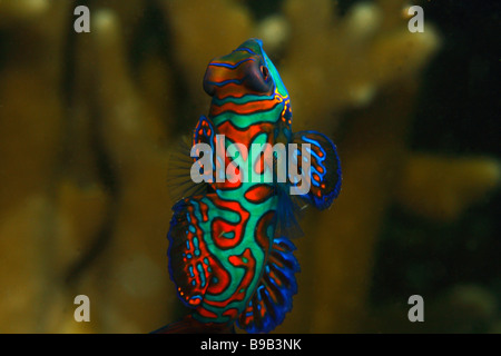 A female Mandarin fish (Synchiropus splendidus) in open water emerging above the finger coral formation. Stock Photo
