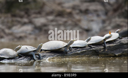 Yellow-spotted River Turtles (Podocnemis unifilis) resting on a riverbank with butterflies on their heads Stock Photo
