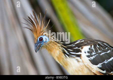 Head portrait of a Hoatzin (Opisthocomus hoazin) Stock Photo