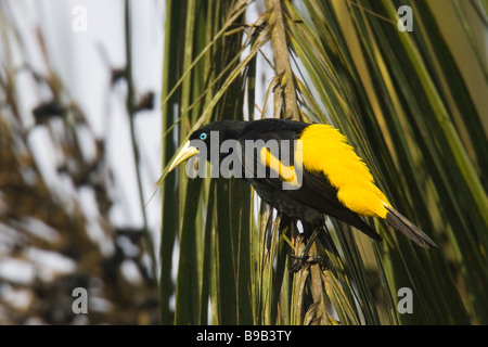 Yellow-rumped Cacique (Cacicus cela) in a palm tree Stock Photo