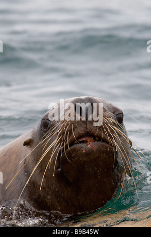 Steller or northern sea lion Eumetopias jubatus Alaska Stock Photo