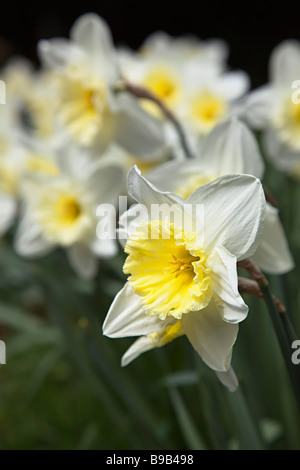 White narcissus daffodils in flower Wales UK Stock Photo